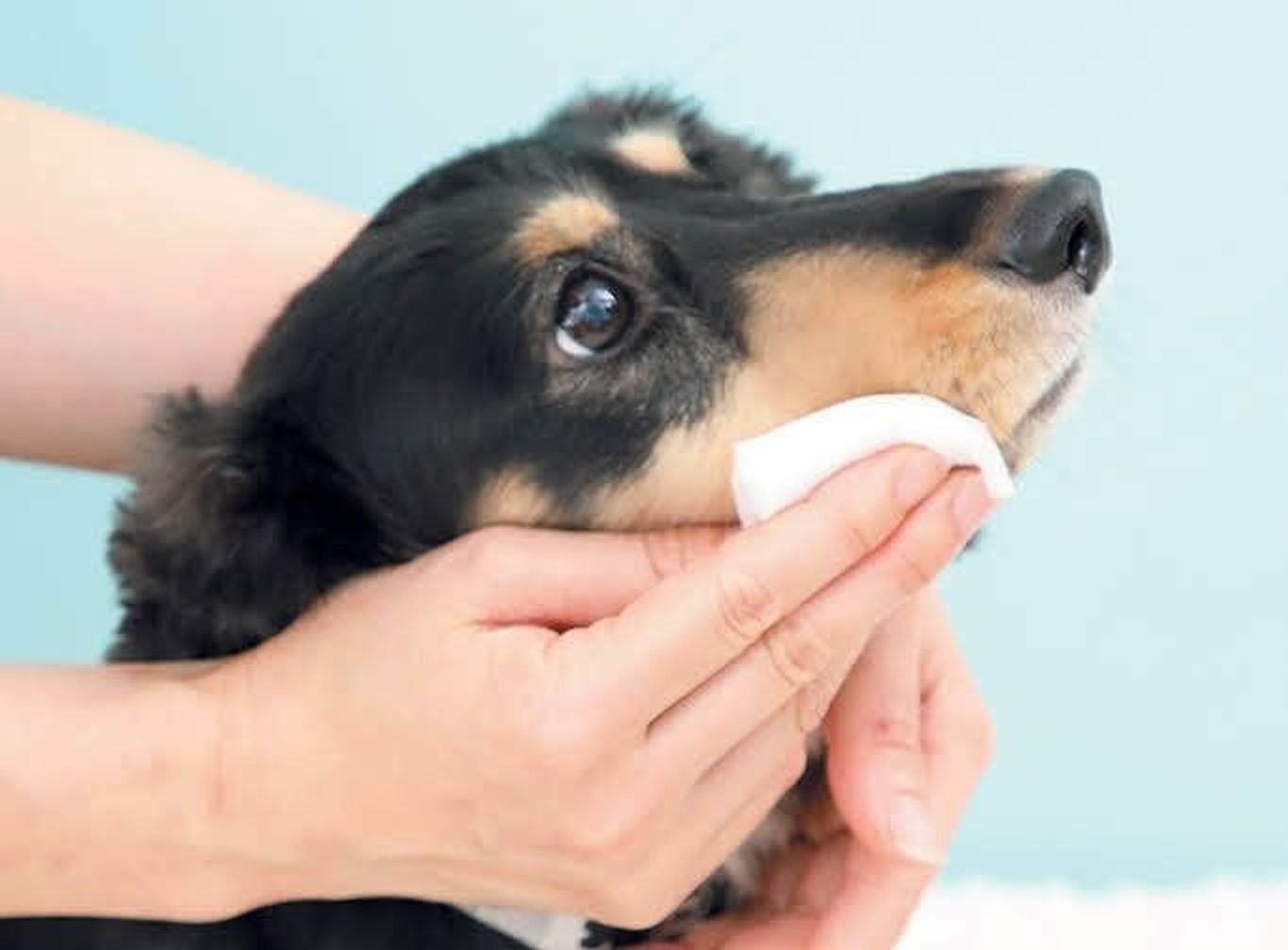 左右別々がコツ 犬の口のまわりのお手入れ方法とは いぬのきもちweb Magazine 左右別々がコツ 犬の口のまわりのお手入れ方法とは いぬのきもちweb Magazine
