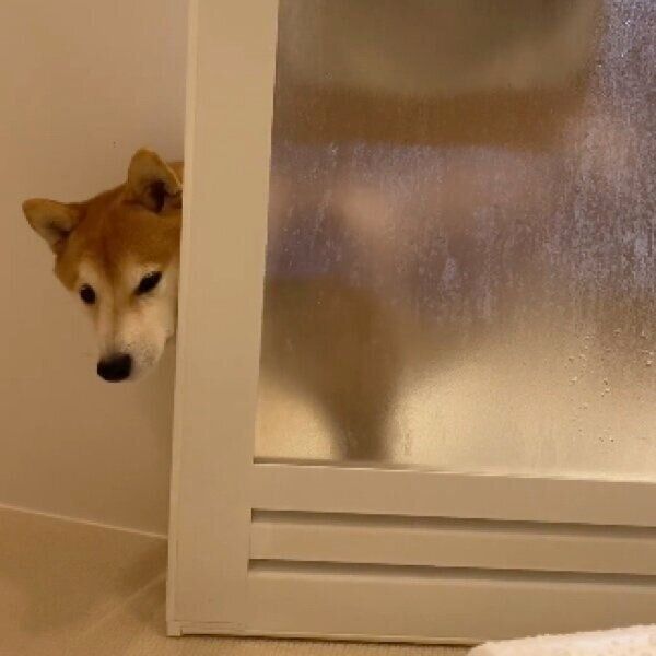 ドアからひょこっと顔を出す梅助くん