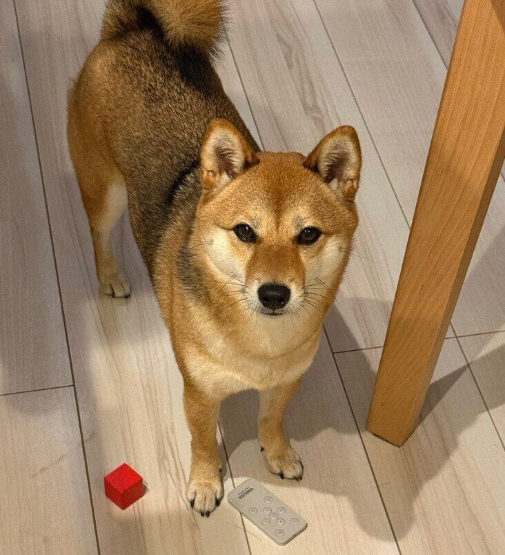 飼い主さんを見つめる蘭ちゃん