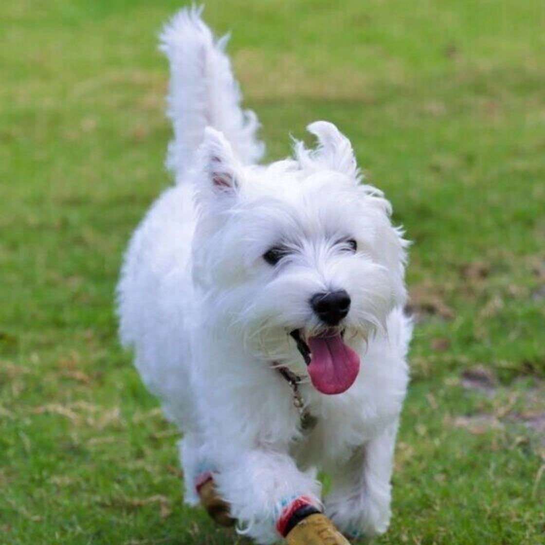白くてモフモフの犬種6選 思わず抱きしめたくなる いぬのきもちweb Magazine 白くてモフモフの犬種6選 思わず抱きしめたくなる いぬのきもちweb Magazine