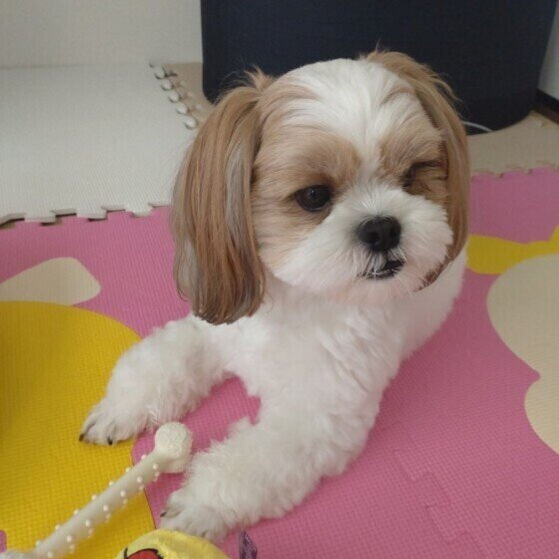 犬は家族に順位をつけてる 犬の関係性にまつわるウワサの真実は いぬのきもちweb Magazine 犬は家族に順位をつけてる 犬の関係性にまつわるウワサの真実は いぬのきもちweb Magazine