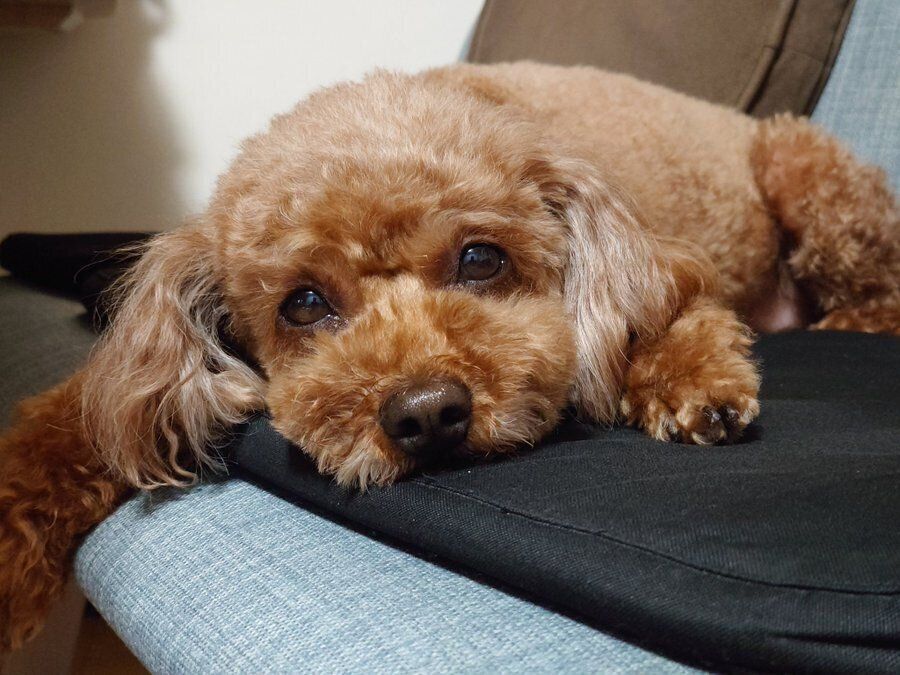 リラックスしている様子のトイプードル