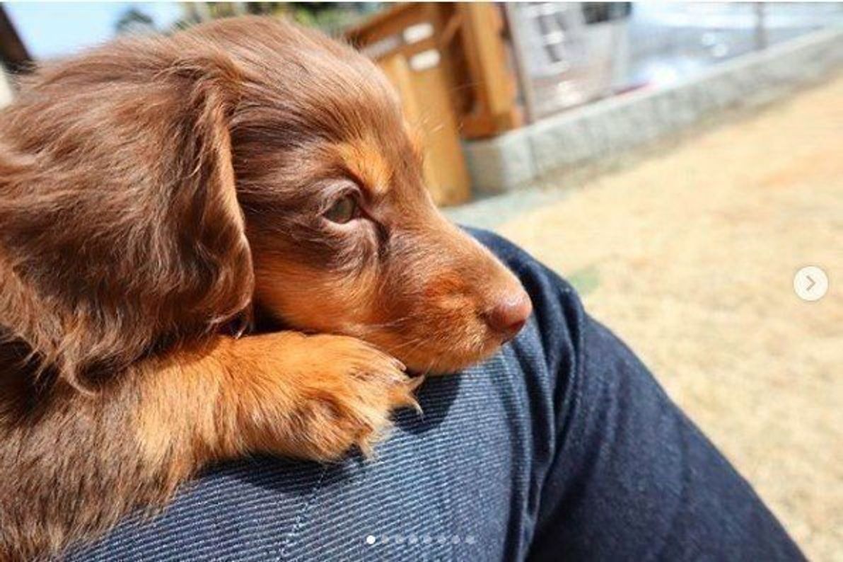 犬も気持ちいい 日向ぼっこ 実は健康のためにも重要だった いぬのきもちweb Magazine 犬も気持ちいい 日向ぼっこ 実は健康のためにも重要だった いぬのきもちweb Magazine