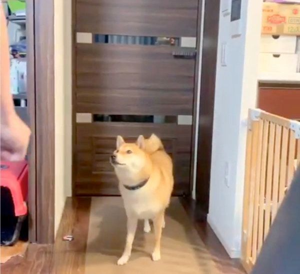 ひとりで寝室へ行こうとする柴犬