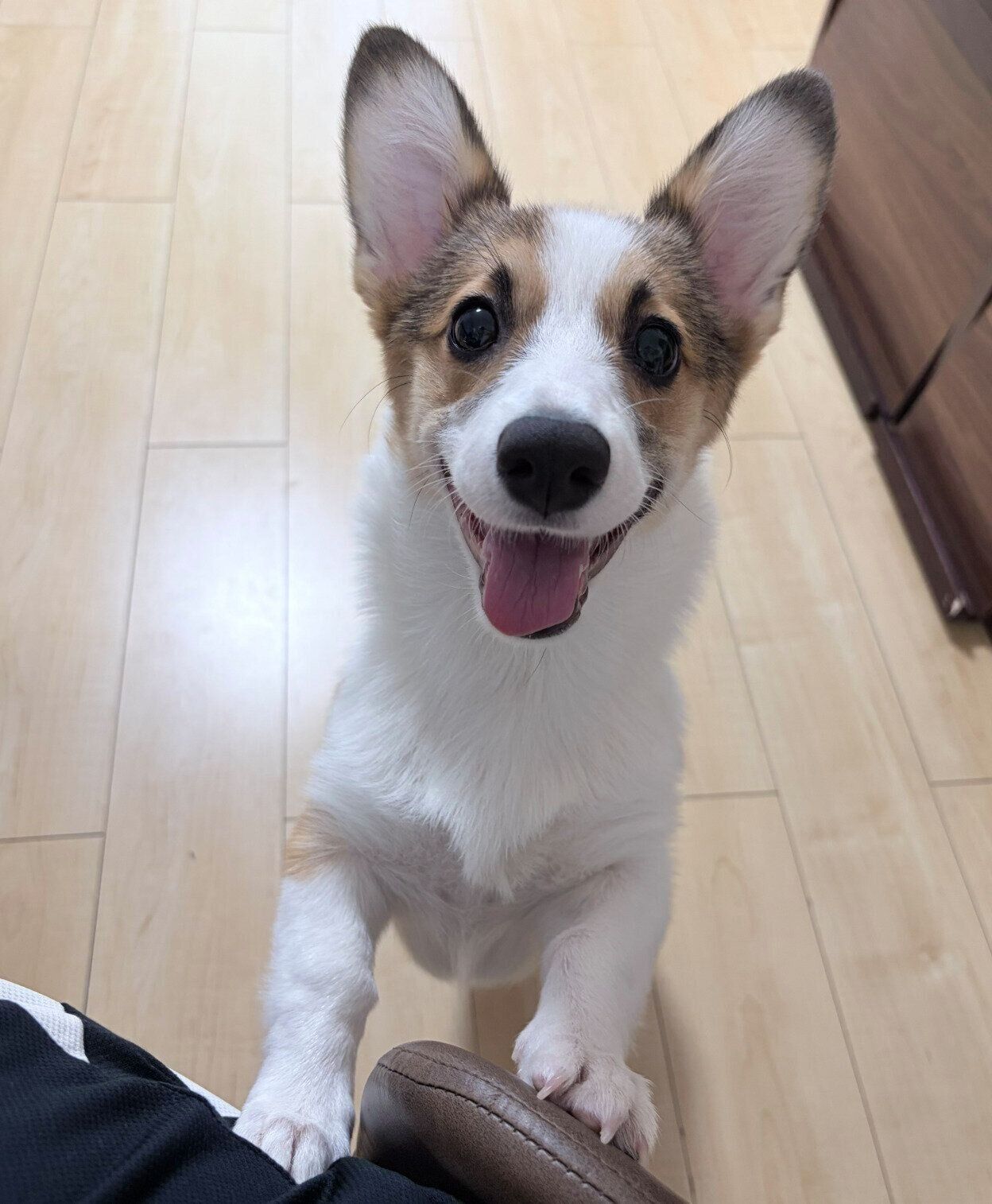 笑顔がかわいいぽんずちゃん