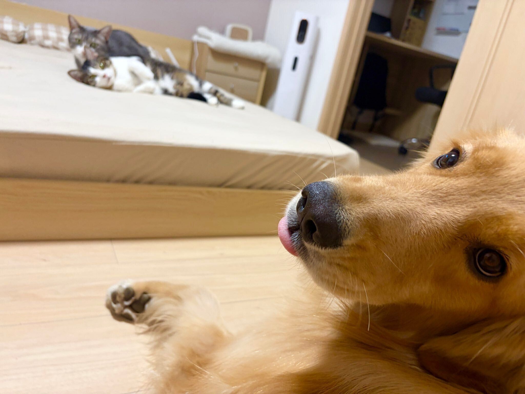 可愛い表情をするれも吉ちゃん