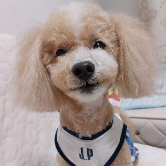 トイ・プードルのハービーくん