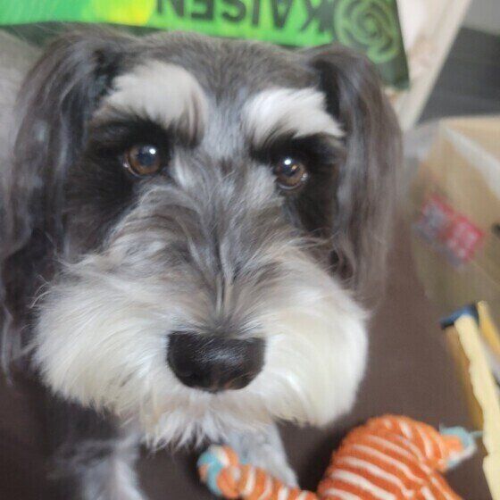 【獣医師解説】エキノコックス症ってどんな病気？犬の飼い主として知っておくべき正しい知識と注意点 いぬのきもち