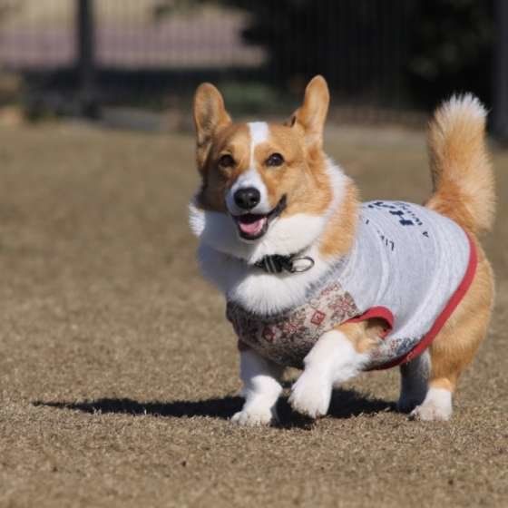 ウェルシュ・コーギー・ペンブローク