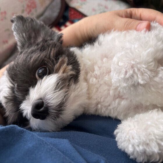 ゆうま  Ｍｉｘ（雑種）小型犬