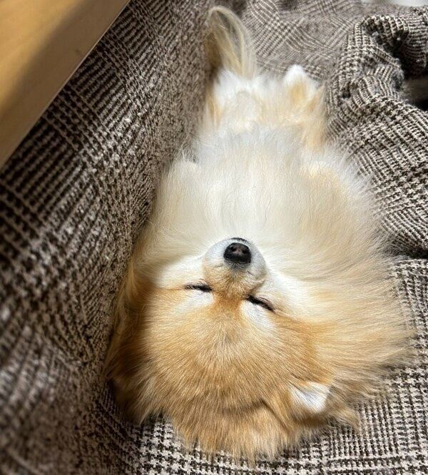 いつもより真っ直ぐなヘソ天ポーズのいぶきちゃん