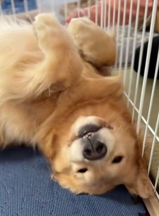 ゴールデンレトリバー ゆずちゃん