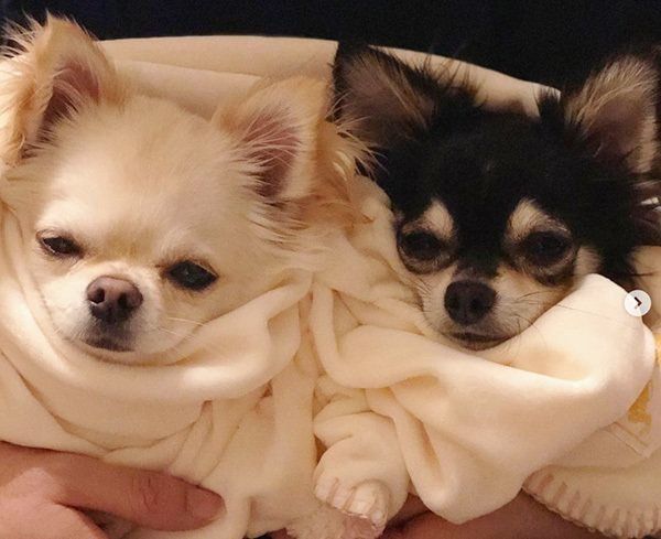 毛布にくるまれるチワワ