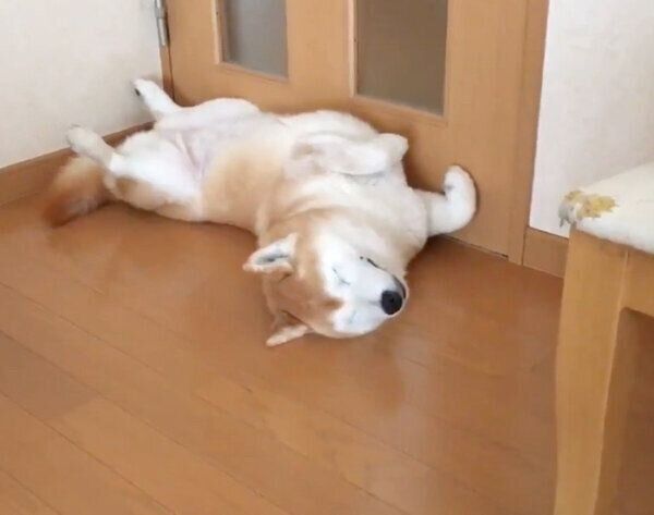 通行止めをするロペさん