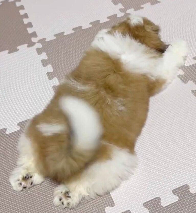 フセをしながらしっぽを振るイルくん