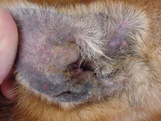 アトピー性皮膚炎から外耳炎を発症し、かきむしりすぎて黒ずんだ耳（症例写真提供／斉藤動物病院）