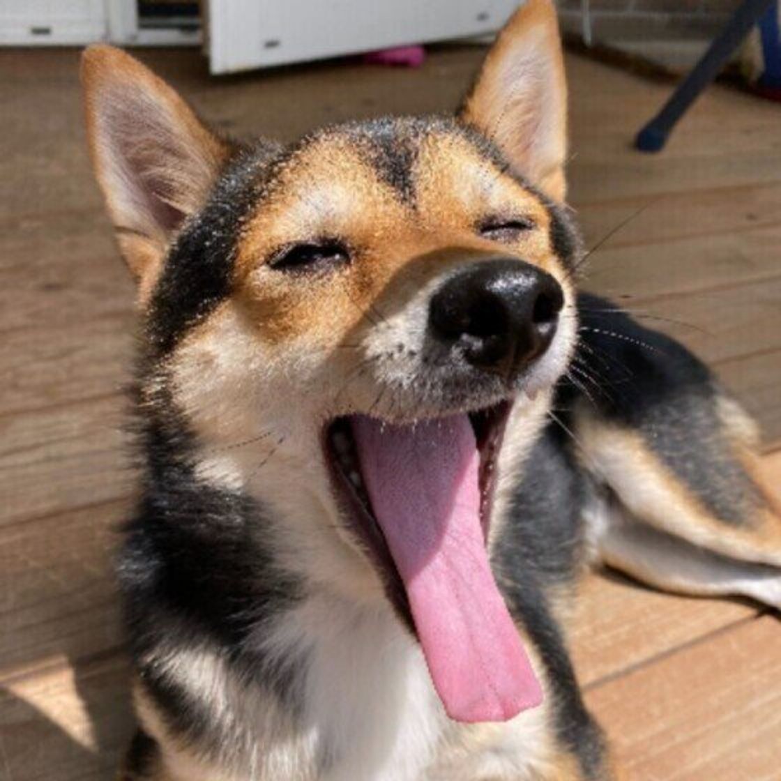 犬があくびをするのはどんなとき 注意が必要なあくび の見分け方を獣医師が解説 いぬのきもちweb Magazine 犬があくびをするのはどんなとき 注意が必要なあくび の見分け方を獣医師が解説 いぬのきもちweb Magazine