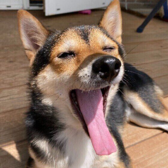 あくびをする柴犬