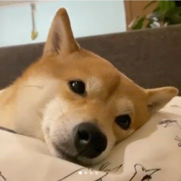 見つめるにこちゃん