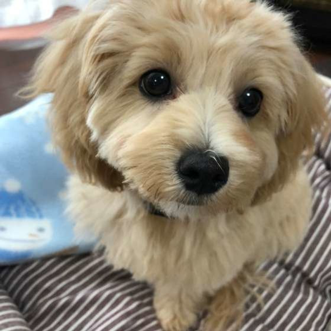 犬に感謝の気持ちはきっとある そう信じたい4つの瞬間 いぬのきもちweb Magazine 犬に感謝の気持ちはきっとある そう信じたい4つの瞬間 いぬのきもちweb Magazine