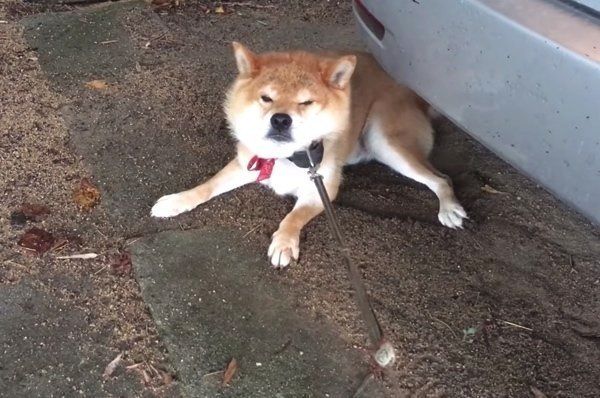 車に乗りたい柴犬