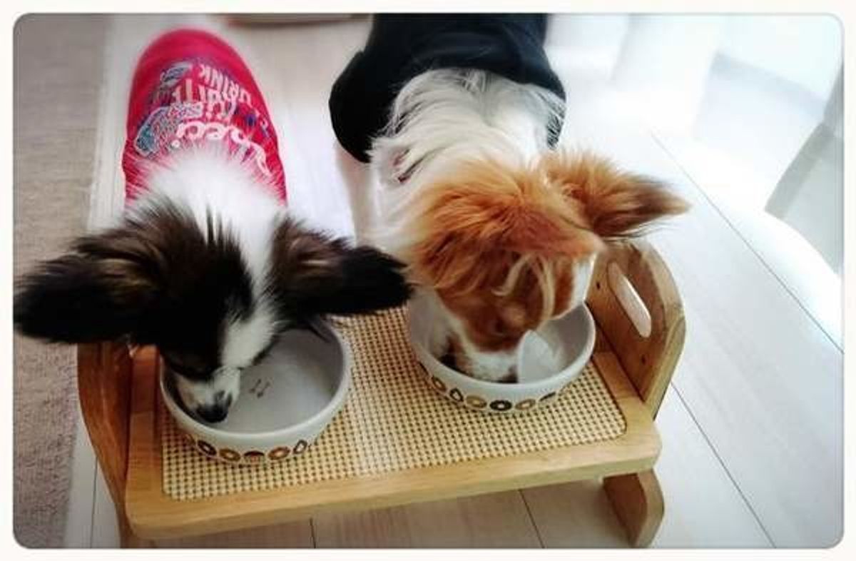 その食べ物 愛犬にあげて本当に大丈夫 犬のng食材をカテゴリ別にご紹介 いぬのきもちweb Magazine その食べ物 愛犬にあげて本当に大丈夫 犬のng食材をカテゴリ別にご紹介 いぬのきもちweb Magazine