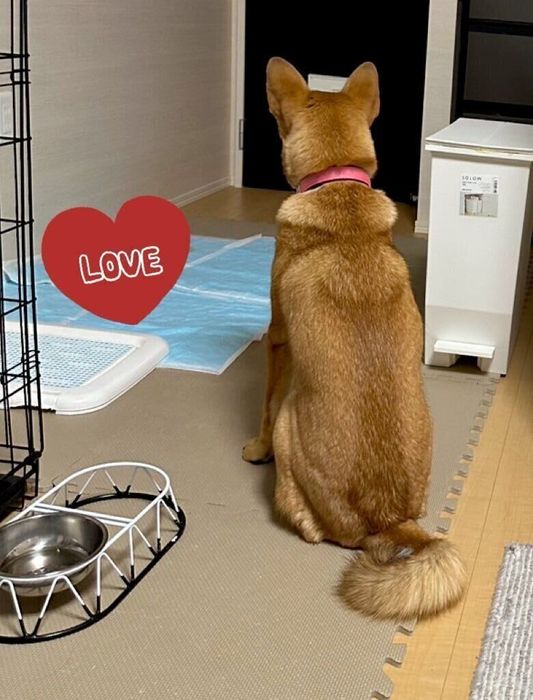 飼い主の帰宅を待つ犬