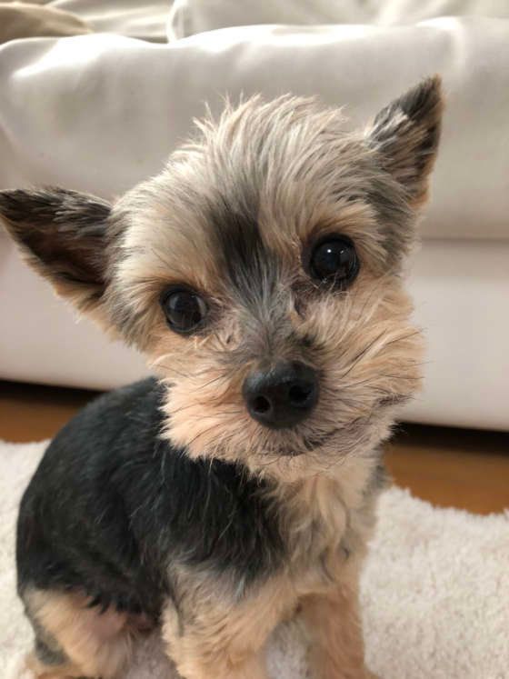 ヨークシャー・テリア