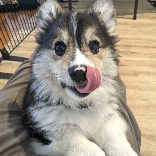 口元をぺろっとなめるはなまるくん