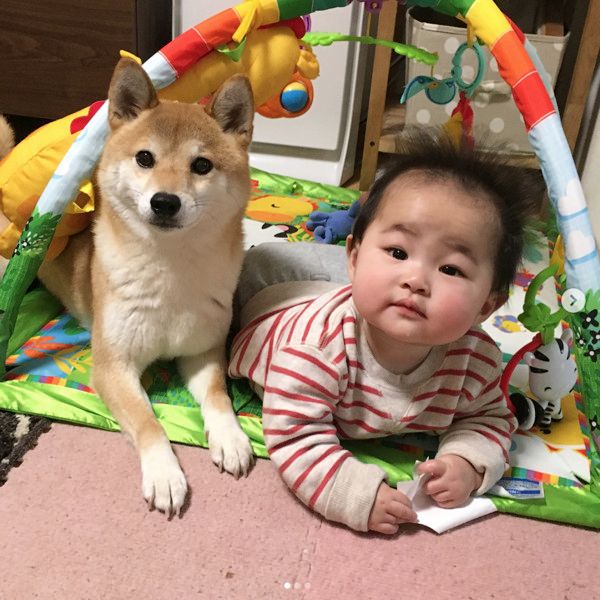妹の面倒を見る柴犬