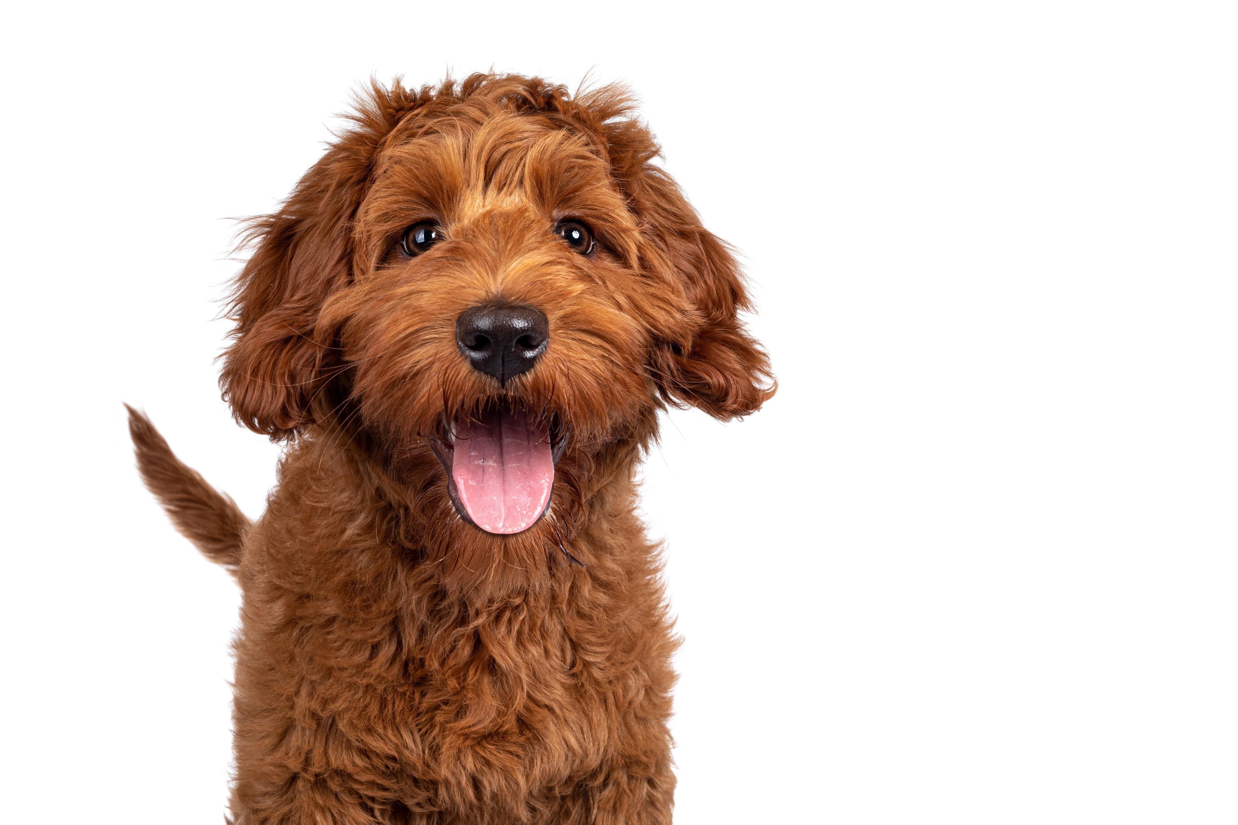 こちらを向く犬