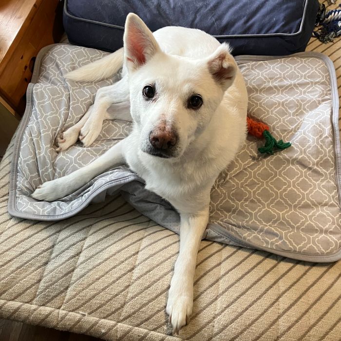 飼い主を見つめる犬