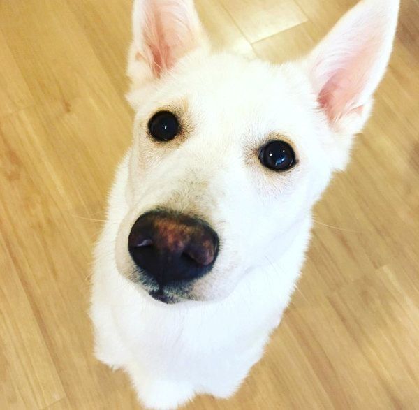 元保護犬・ルルちゃん