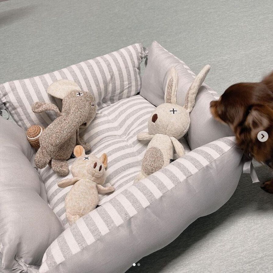 ベッドを見つめる犬（チワワ、メス）