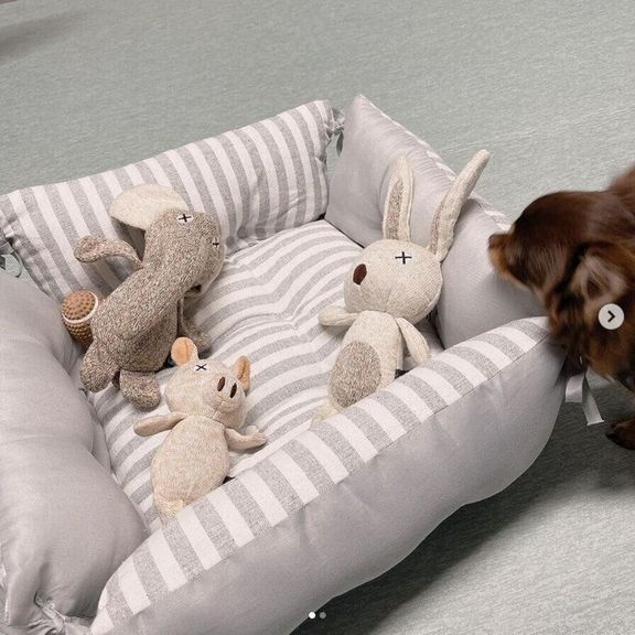 ベッドを見つめる犬(チワワ、メス)