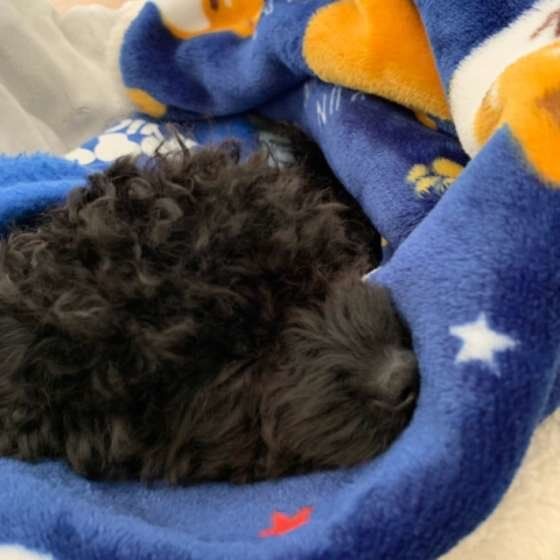 トイ・プードル