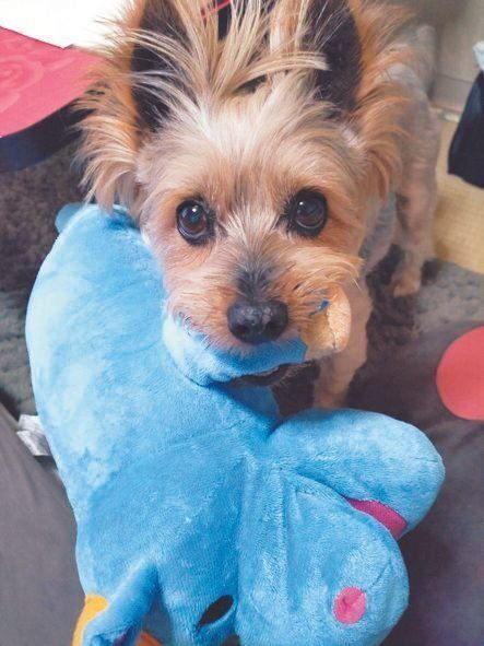 遊んでほしいとき、おもちゃをくわえておねだりするというモコ吉くん（写真提供／笹島祟行さん）