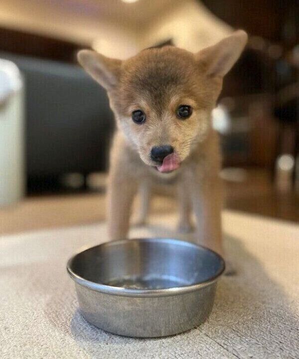 ごはんを食べるトンボくん