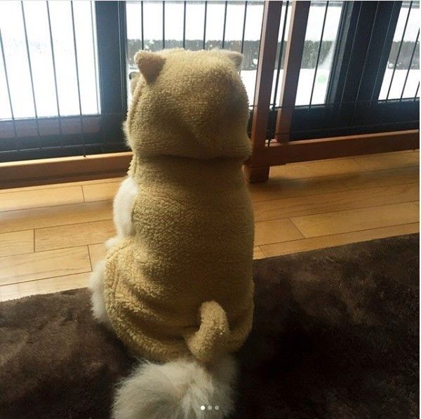 ポメラニアン後ろ姿