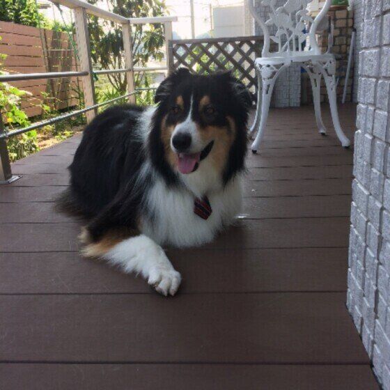 オーストラリアン・シェパードのレオンくん