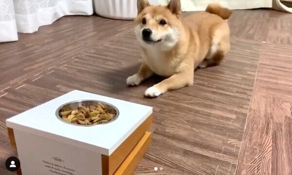 バックするうにくん