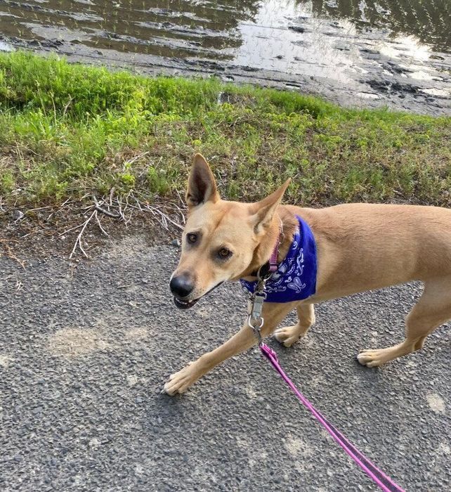 お散歩中の犬