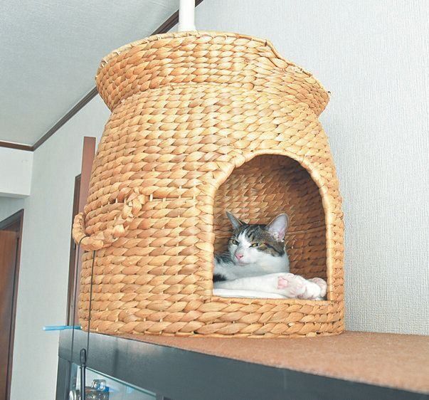 かりんちゃんは猫ちぐらの中がお気に入り