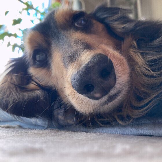 ひんやり冷感マットでお昼寝をするミニチュア・ダックスフンド いぬのきもち