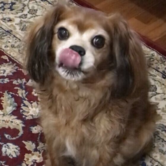 Ｍｉｘ（雑種）小型犬　お腹ペコペコ