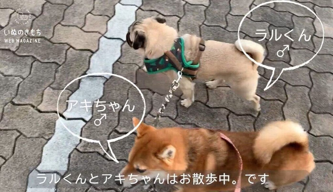 柴犬にお散歩されるパグ 一生懸命リードをくわえる姿に思わず笑っちゃう いぬのきもちweb Magazine 柴犬にお散歩されるパグ 一生懸命リードをくわえる姿に思わず笑っちゃう いぬのきもちweb Magazine