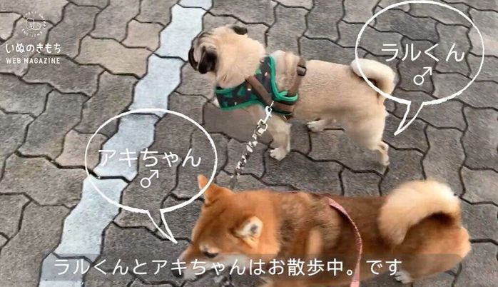 いぬのきもちCHANNEL/いぬねこライター動画部