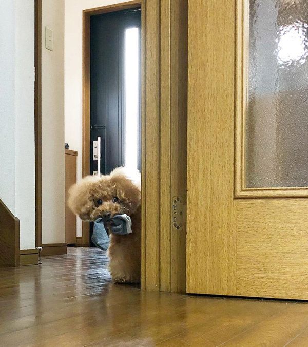 靴下を盗むトイ・プードル