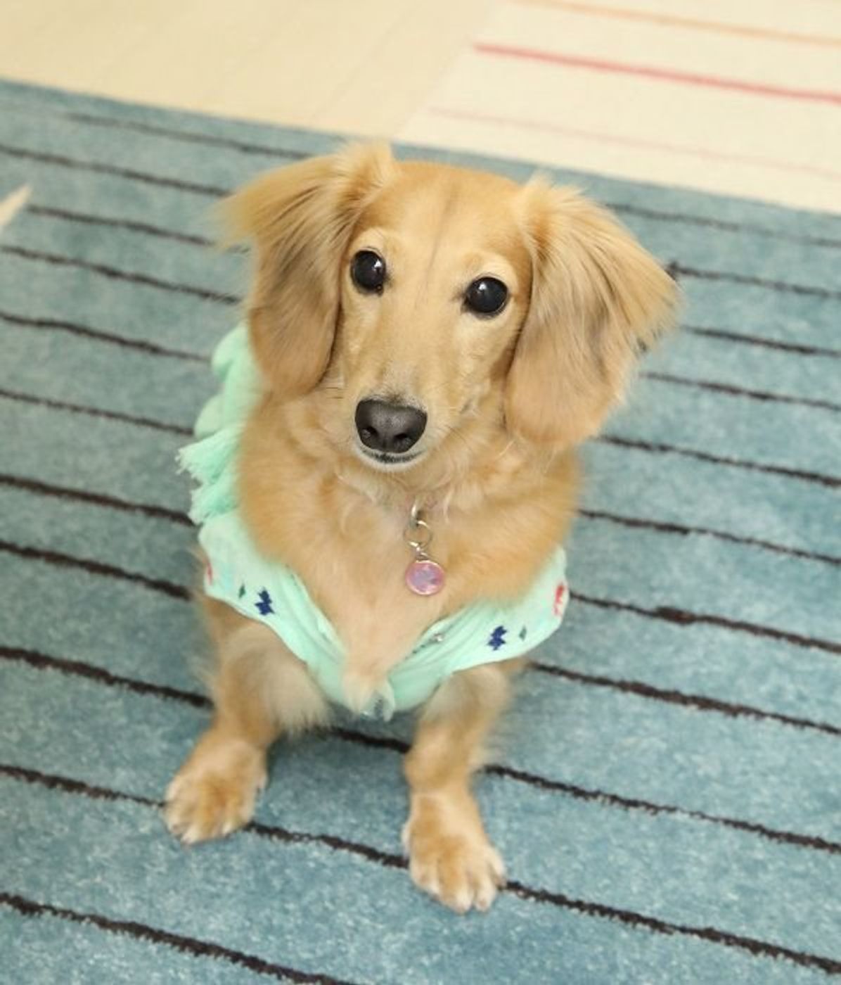 私の顔も見えないの 愛犬の失明状態が判明 泣き暮らした飼い主さんが いぬのきもちweb Magazine 私の顔も見えないの 愛犬の失明状態が判明 泣き暮らした飼い主さんが いぬのきもちweb Magazine