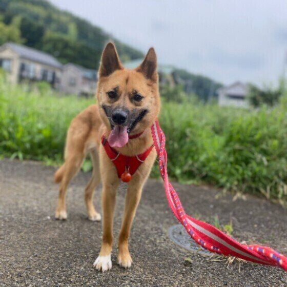 犬がティッシュやトイレットペーパーを食べたときの対処法 いぬのきもち